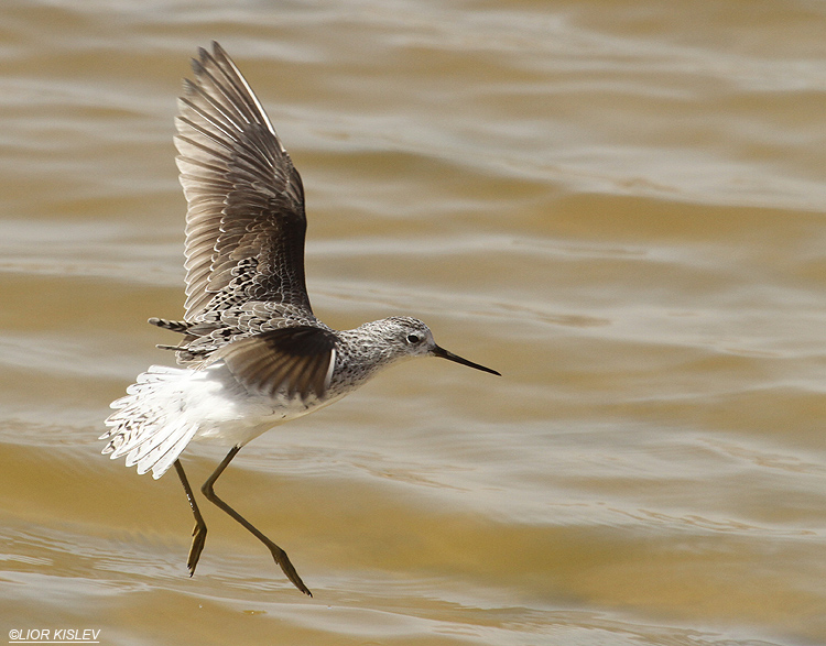 Marsh Sandpiper  Tringa stagnatilis   km 20 salt ponds,Eilat 19-03-12 Lior Kislev